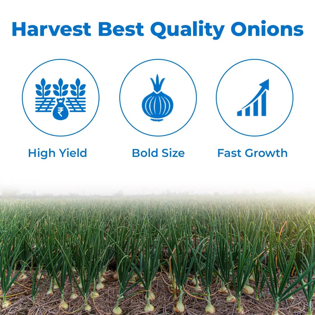 Gentex Fursungi Gold Onion Seeds, Kande Ke Beej For Late Summer to Winter Season, Pink Light Red - Image 3