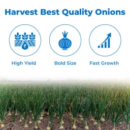 Gentex Fursungi Gold Onion Seeds, Kande Ke Beej For Late Summer to Winter Season, Pink Light Red 3