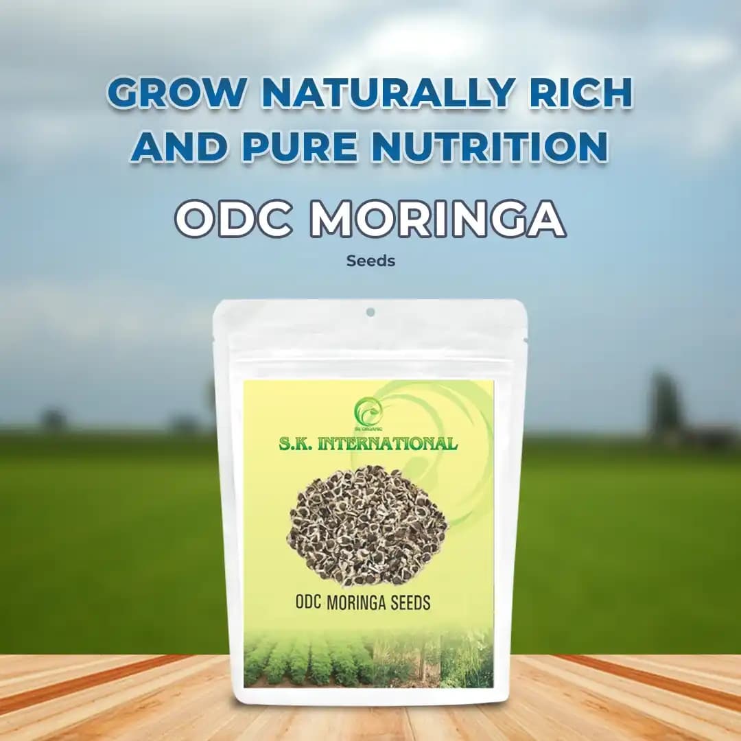 SK Organic ODC Variety Moringa Seeds, Drumstick Seeds, Horseradish Tree Seeds, Saijan ki Phalli, Saragavo (100% Organic) - Image 2