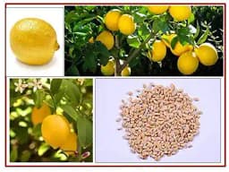 RK Seeds Lemon Seed, Lemon Seed For Planting Lemon Seed For All season, Best In Germination 3