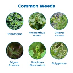 EBS ASAR Atrazine 50% WP Herbicide, Selective Systemic Pre and Post-Emergence Herbicide, Use for Maize and Sugarcane 3