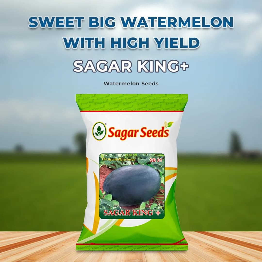 Sagar King Plus Watermelon (Tarbuj) Seeds - Image 2
