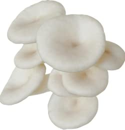 SporeKart White Oyster Mushroom Liquid Culture (10ml), 100% Clean, Active Mecelium Liquid Spawn.