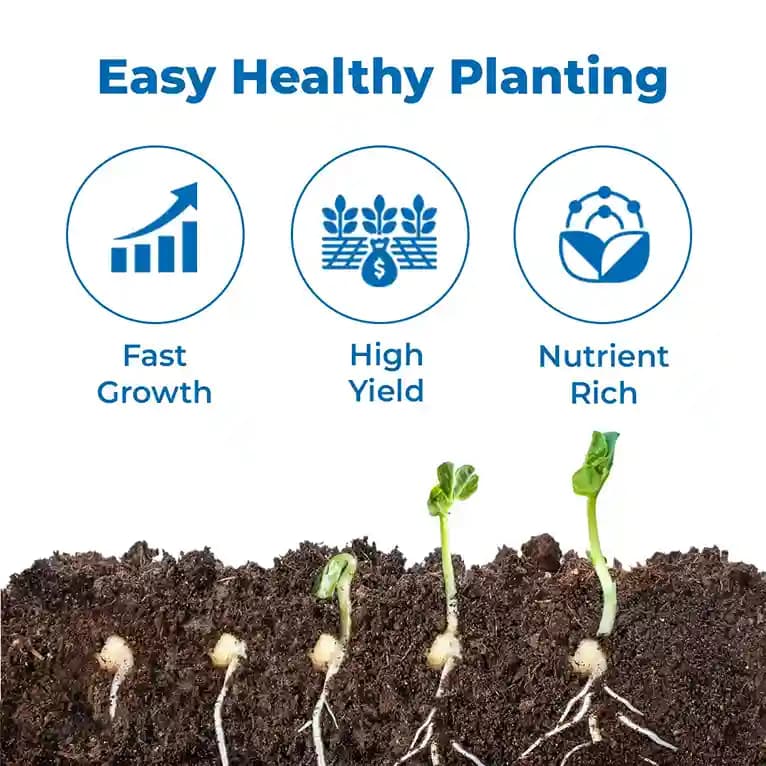 SK ORGANIC ODC3 Moringa Seeds, High Yielding Moringa Variety Seeds 100% Authentic - Image 3