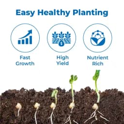 SK ORGANIC ODC3 Moringa Seeds, High Yielding Moringa Variety Seeds 100% Authentic 3