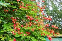 SRI SAI FORESTRY Caesalpinia pulcherrima, Peacock Flower, Rajamalli, Red Bird of Paradise Flowering Plant Seeds For Home Garden,Fencing & Terrace 2