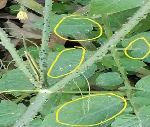 ALBATA Royal Clear Mite NOCA, SATTVIK and KRUSHI Certified, Non Toxic, Eco friendly, Smell Free Agricultural and Domestic use. - Image 3