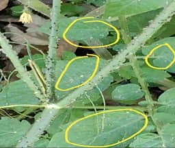 ALBATA Royal Clear Mite NOCA, SATTVIK and KRUSHI Certified, Non Toxic, Eco friendly, Smell Free Agricultural and Domestic use. 2