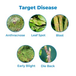 Dhanuka KASU-B Kasugamycin 3% SL Fungicide, Broad Spectrum, Effective For Fungal And Bacterial Diseases Control In Multiple Crop 3