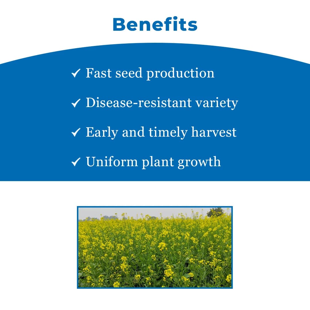 UPL Advanta ADV414 Hybrid Mustard Seeds , Indian Sarson Seeds, High Yield Potential - Image 4