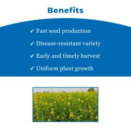 UPL Advanta ADV414 Hybrid Mustard Seeds , Indian Sarson Seeds, High Yield Potential 4