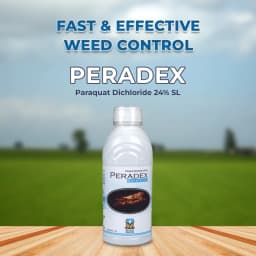 PERADEX - Paraquat Dichloride 24% SL Non Selective Herbicide, Useful Against Weeds Like Imperata cylendrica, Setaria sp., Commelina benghalensis 2