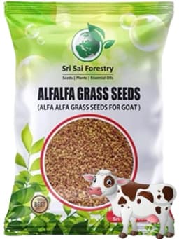 SRI SAI FORESTRY - Alfa Alfa Grass Seeds - Lucerne (Fodder, Soil Erosion Control) 2