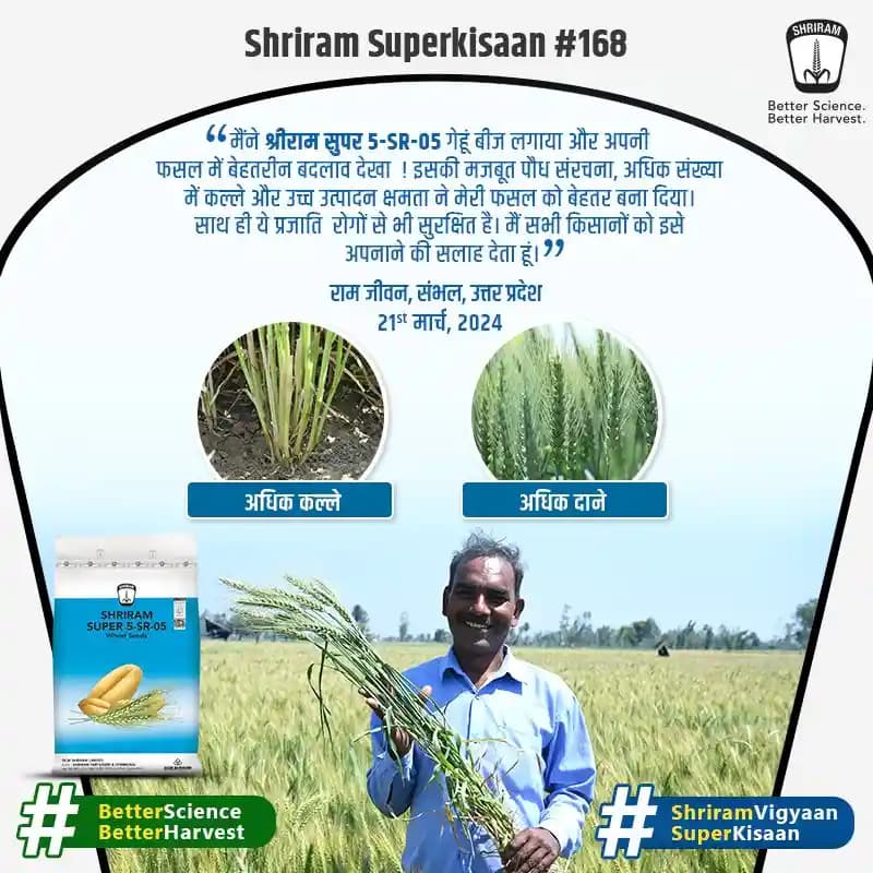 DCM Shriram SUPER 5-SR-05 Wheat Seeds - Image 5