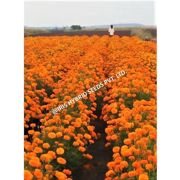Iris IHS-786 F1 Hybrid Orange Marigold Seeds, Compact Orange Blooms, High Yield And Long Stems - Image 5
