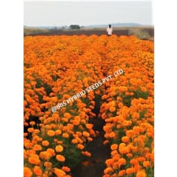 Iris IHS-786 F1 Hybrid Orange Marigold Seeds, Compact Orange Blooms, High Yield And Long Stems 5