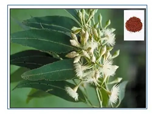 RK Seeds - Eucalyptus Seeds, Eucalyptus pellita Seeds, Red Mahogany