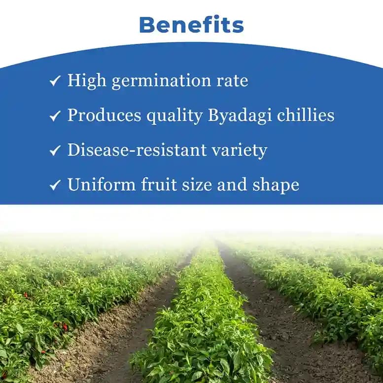 SARPAN SEEDS Sarpan Hybrid -102 Byadagi Chilli Seeds, Cherry Red Color, Suitable for Irrigated Cropping and Dryland Farming - Image 4