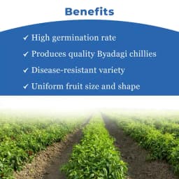 SARPAN SEEDS Sarpan Hybrid -102 Byadagi Chilli Seeds, Cherry Red Color, Suitable for Irrigated Cropping and Dryland Farming 4
