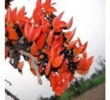 RK Seeds - Butea Monosperma Seeds , Palash seed, Flame Of Forest Tree Seeds - Ornamental Seeds Avenue Tree Seeds - Flowering Tree Seeds for planting 1