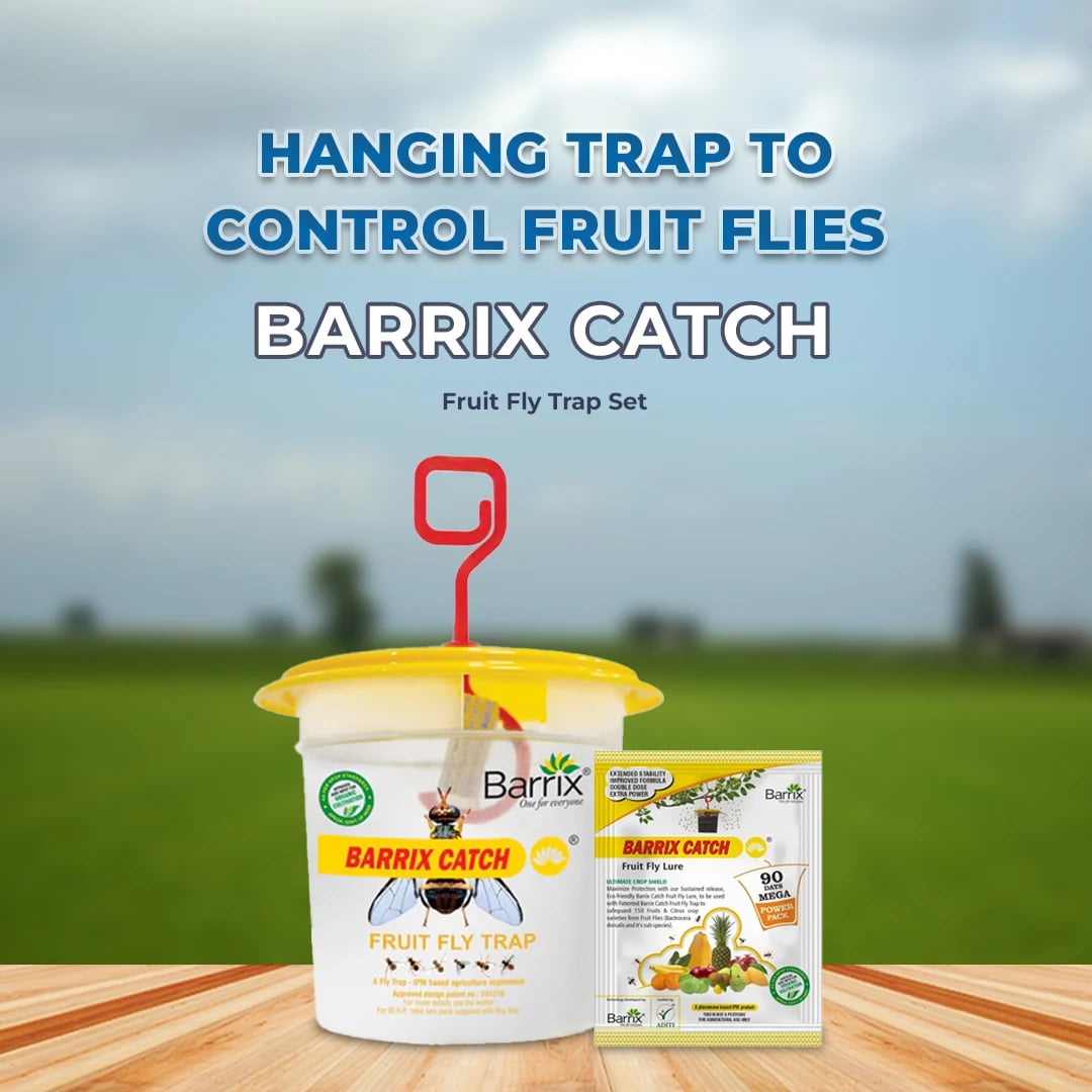 Barrix Catch Fruit Fly Trap & Lure - Bactrocera Dorsalis