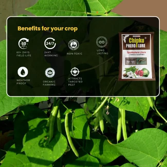 Chipku Funnel Trap With Spodoptera Litura Lure - Image 3