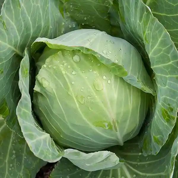 Urja Golden Acre Cabbage Seeds, Early Maturing Variety, Best In Germination - Image 2