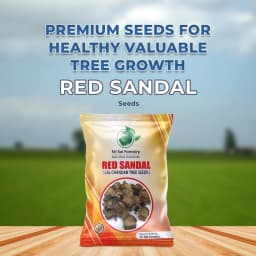 SRI SAI FORESTRY Red Sandal Seeds (Pterocarpus Santalinus , Lal Chandan or Raktachandan) 2