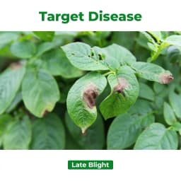 Bayer Infinito Fluopicolide 5.56% ww + Propamocarb Hydrochloride 55.6% Fungicide 3