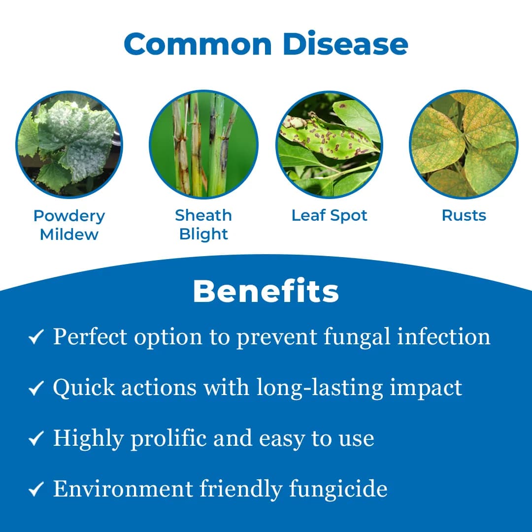 हेक्सारियो - हेक्साकोनाज़ोल 5% एससी, पाउडरी मिल्ड्यू और शीथ ब्लाइट से सुरक्षा प्रदान करता है. - Image 3