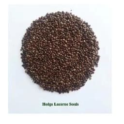 Sri Sai Forestry Hedge Lucerne Grass Seeds, Dashrath Grass Seed, Animal Fodder Seeds 2