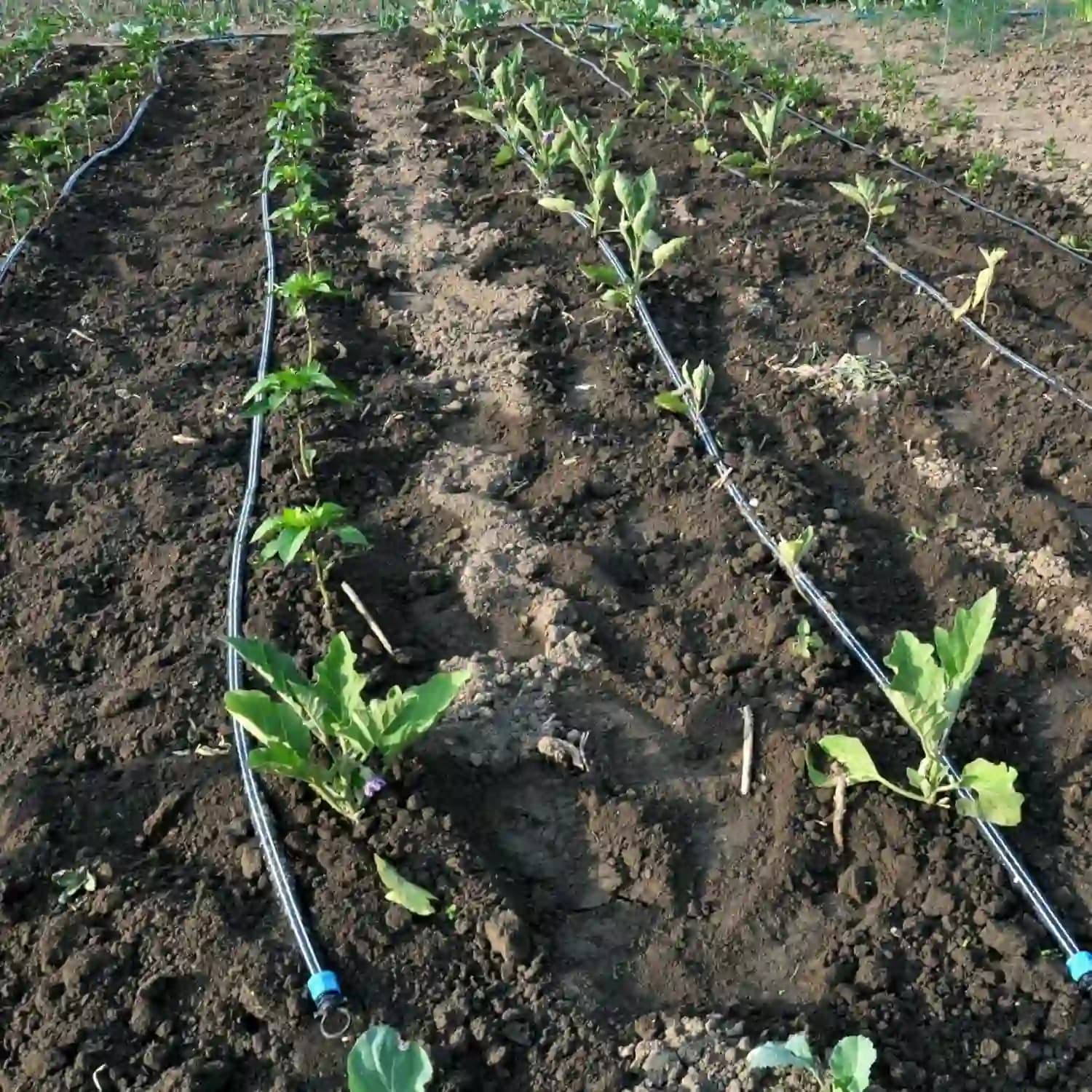 Singhal 20mm Drip Irrigation Black Pipe Roll Useful For Gardening And Farming Purpose - Image 5