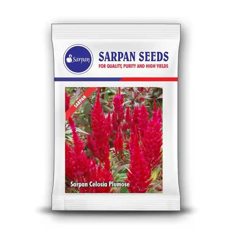 Sarpan Celosia Plumose, Cockscomb, Cockscomb Celosia, Wool Flower Celocia Plumose - Image 2