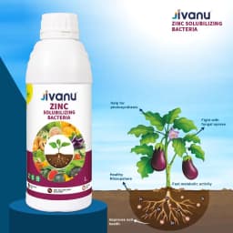 Green Revolution Jivanu ZSB Zinc Solubilizing Bacteria Liquid Bio Fertilizer, Boosts Soil Fertility And Sustainability 5
