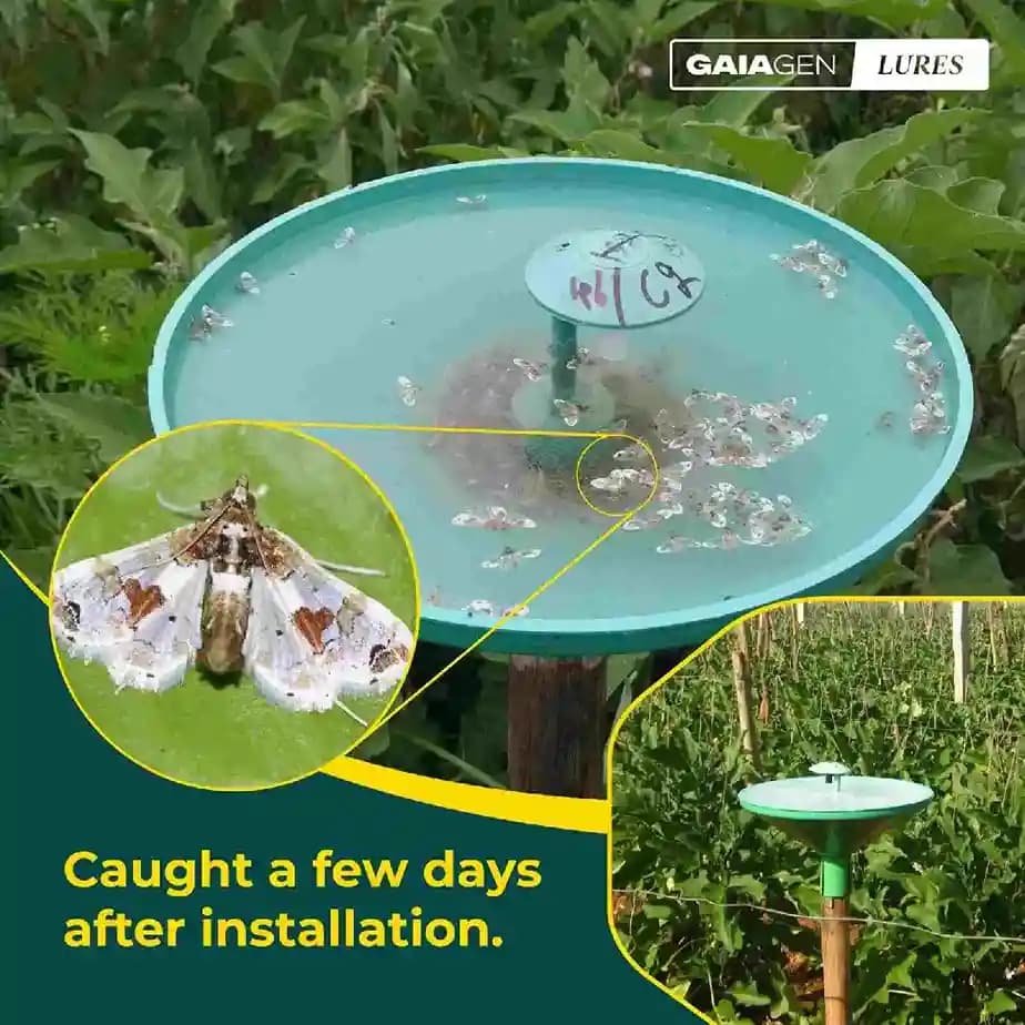 Gaiagen Brinjal Fruit And Shoot Borer Pheromone Lure For Leucinodes Orbonalis, IMO Certified. - Image 7