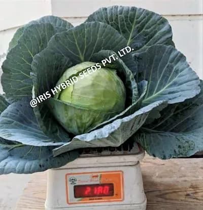 Iris Hybrid Vegetable Seeds, F1 Hybrid Cabbage IHS-801, Attractive Green Color - Image 3