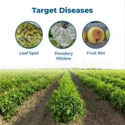 Sumitomo Haru Fungicide, Tebuconazole 10% + Sulphur 65% WG, Compatible With Most Chemical Agent. 3