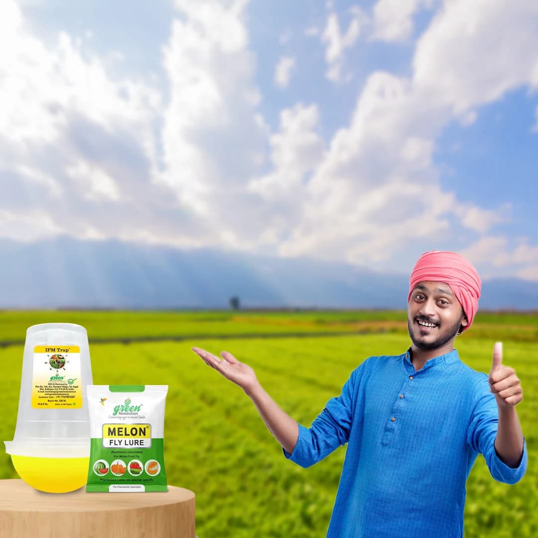 आईपीएम ट्रैप विथ मेलॉन फ्लाई फेरोमोने ल्यूर, बैक्ट्रोसेरा कुकुर्बिटे को नियंत्रित करने के लिए। खीरा, लौकी, करेला, कद्दू, तरबूज़ के लिए उपयोगी। - Image 5