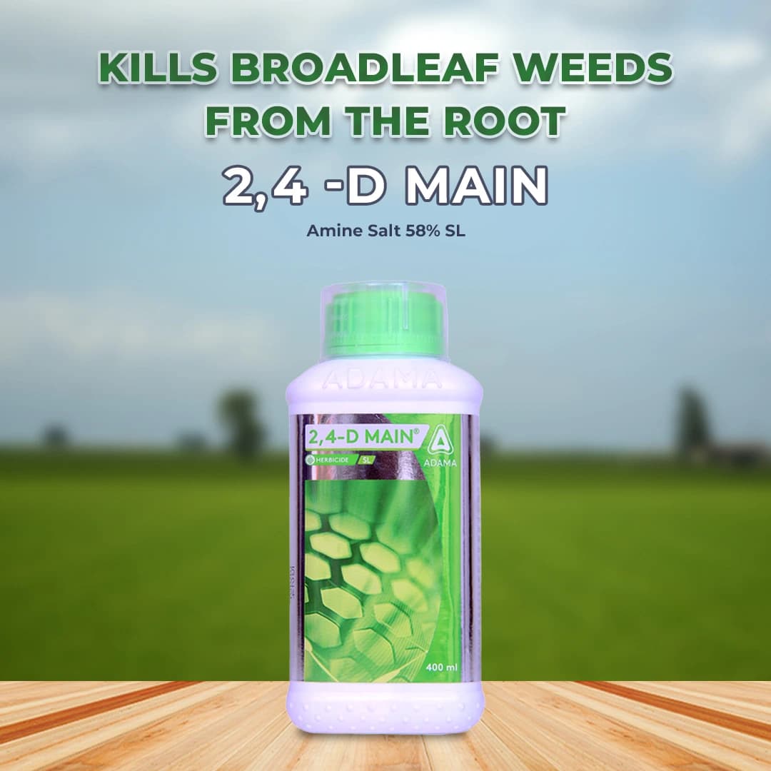 एडामा 2,4-डी मेन अमाइन सॉल्ट 58% एसएल खरपतवारनाशी, चयनात्मक प्रणालीगत पोस्ट-एमर्जेंस खरपतवारनाशी - Image 2