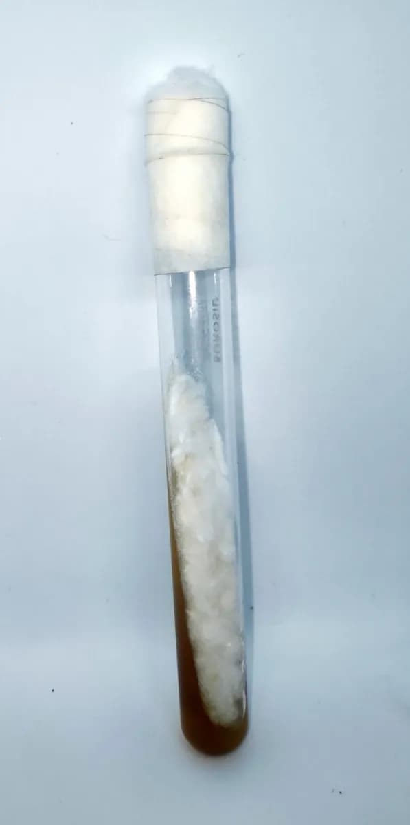 Enoki (Enokitake) (Flammulina Velutipes) Culture In Test Tube, 100% Clean, Active Mycelium - Image 2
