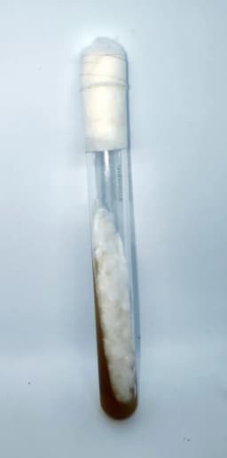 Enoki (Enokitake) (Flammulina Velutipes) Culture In Test Tube, 100% Clean, Active Mycelium 2
