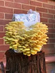 Shroomness Yellow Oyster mushroom, Ready To Fruit Mushroom Block, For Gift And Unique And Useful. 3