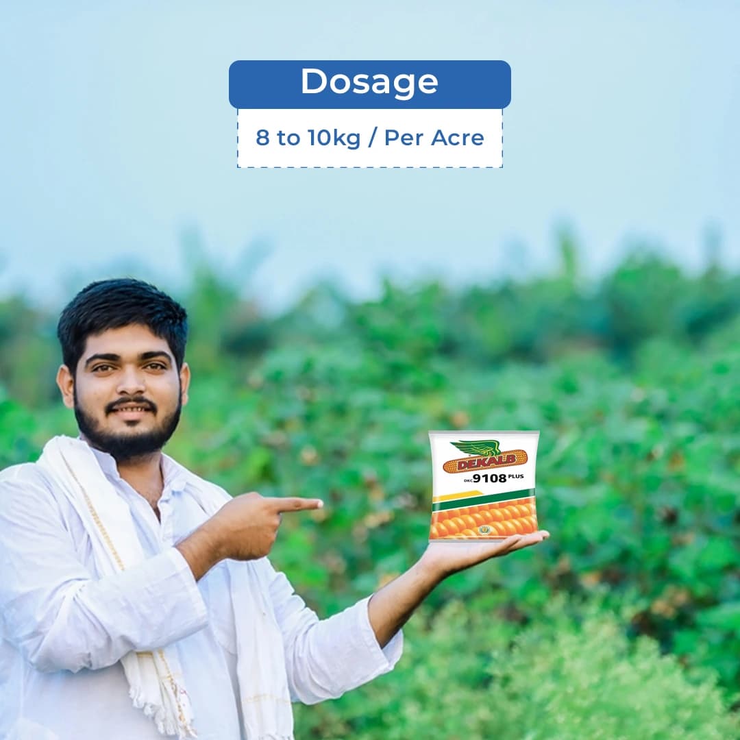 Bayer Dekalb DKC 9108 Plus Makka Seeds - Maize Seeds - Image 5