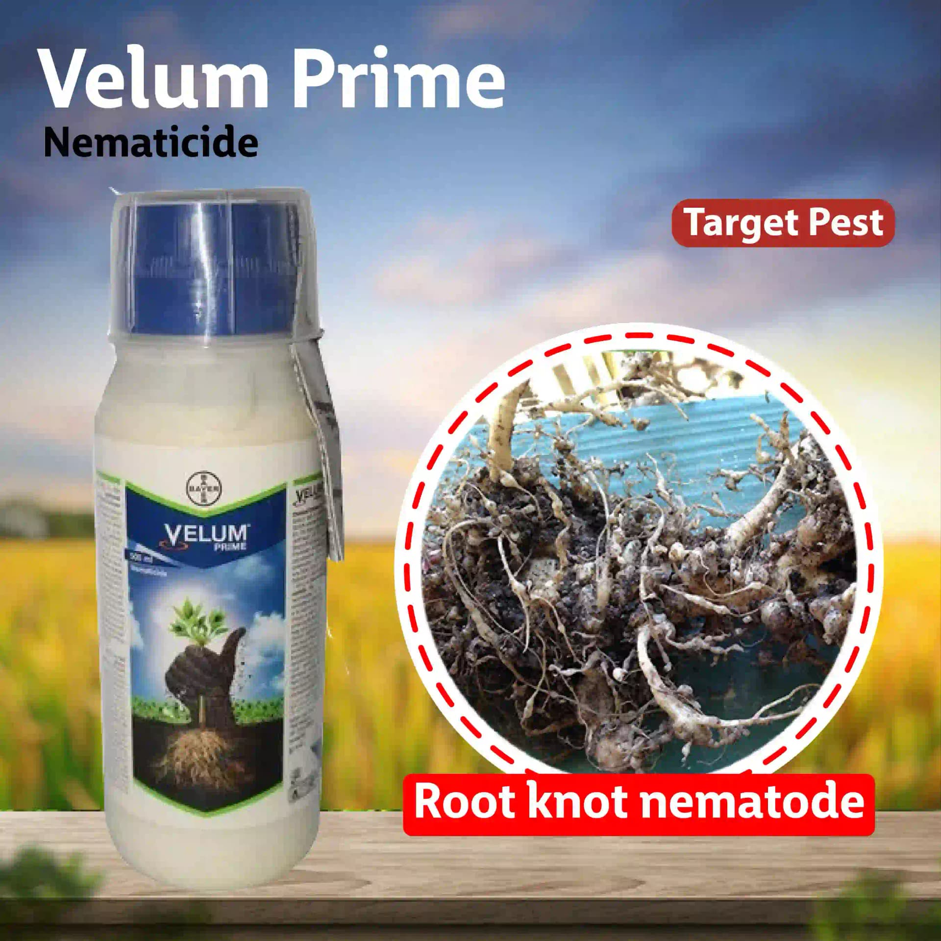 Bayer Velum Prime Nematicide - Image 6