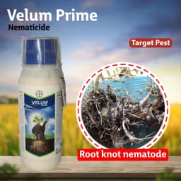 Velum Prime - Fluopyrum 34.48% SC, Effective and Long Duration Control of Root-Knot Nematodes (Meloidogyne Incognita) 6