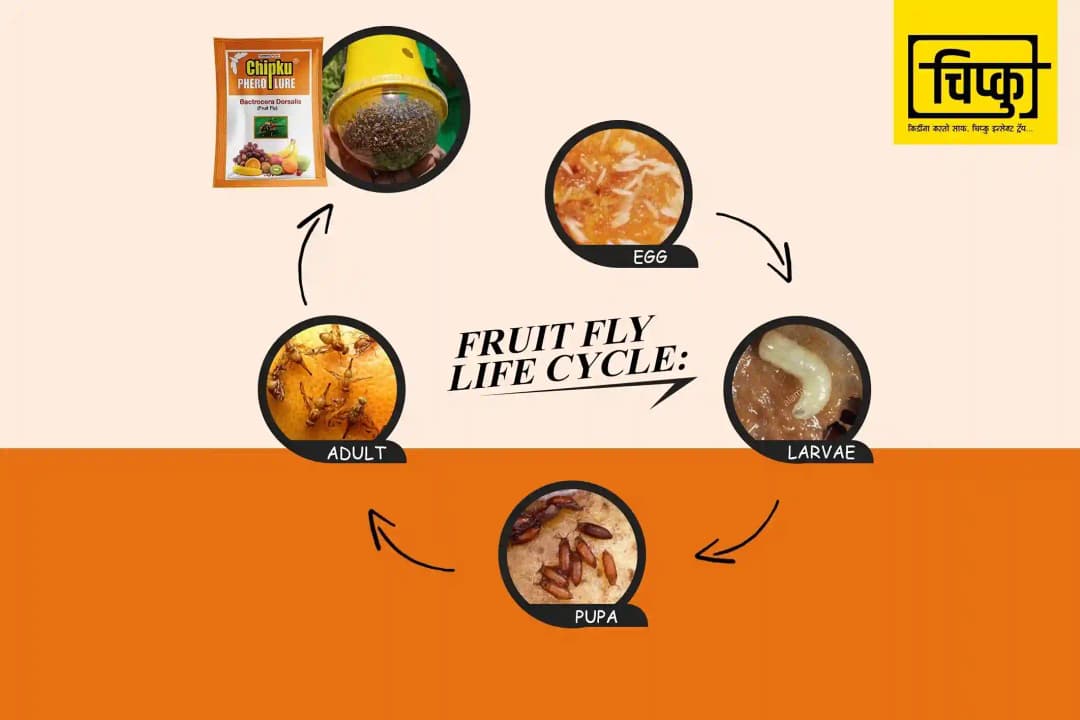 चिपकू - फ्रूट फ्लाई ल्यूर के साथ फेरोमोन इको ट्रैप (बैक्ट्रोसेरा डोर्सलिस) पपीता, केला, करेला, खट्टे फल, कॉफी, अमरूद, मिर्च, आम के लिए. - Image 4