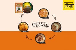 चिपकू - फ्रूट फ्लाई ल्यूर के साथ फेरोमोन इको ट्रैप (बैक्ट्रोसेरा डोर्सलिस) पपीता, केला, करेला, खट्टे फल, कॉफी, अमरूद, मिर्च, आम के लिए. 4