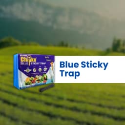 Chipku A5 Blue Sticky Trap For Insects, For Garden & Agriculture, To Control Whiteflies, Aphids, Thrips, Jassids 8