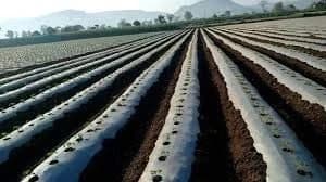 Mulching Paper - Best Quality Mulching Sheet (1.2 Meter, 4 Ft) 400 Meters Length - Image 9