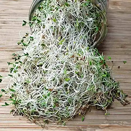 SK ORGANIC Combo Pack (Clover Seeds 500 Gm + Alfalfa Seeds 500 Gm) for Sprouting and Cultivation microgreens
